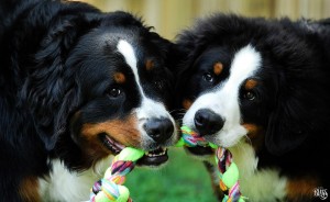Teddy and Merlin, the Bernese Mountain Dog