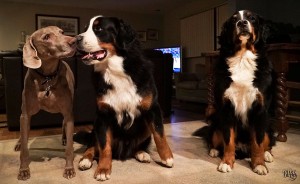 Teddy and Merlin, the Bernese Mountain Dogs, with Boomer, the Weimaraner