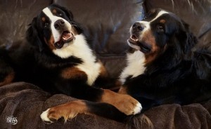 Teddy and Merlin, the Bernese Mountain Dogs