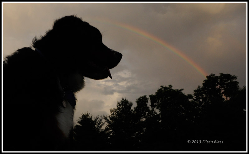 Teddy and the Rainbow