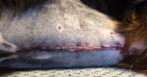 Harley's stitches after undergoing surgery for bloat.