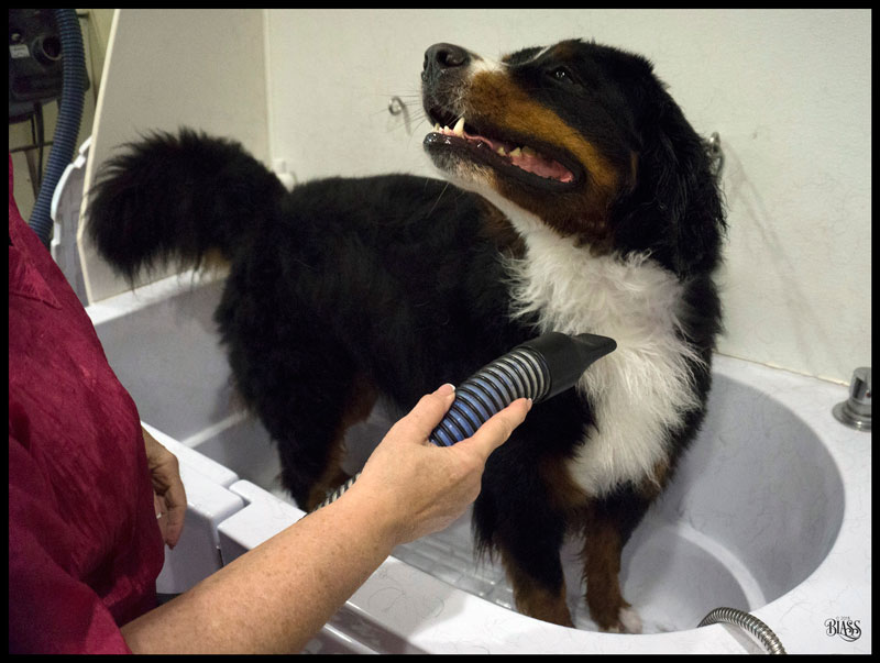 Teddy gets a bath before taking his therapy dog test.