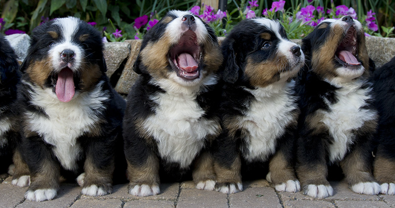 Bernese Mountain Dog pups