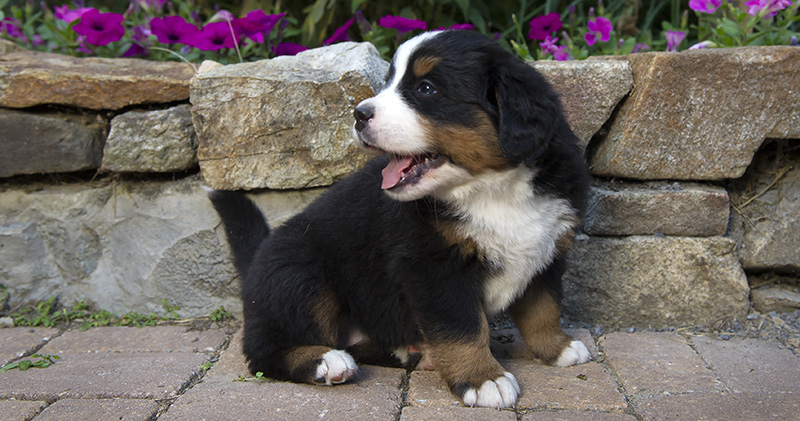 Part 3: How to pick the perfect Berner puppy