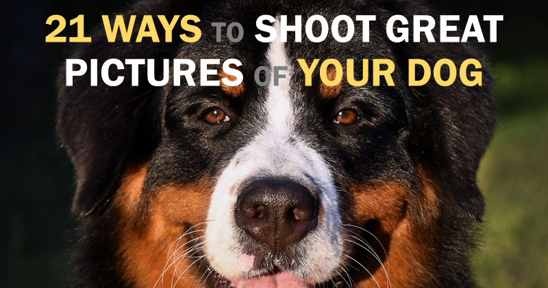 21 ways to shoot great dog pictures